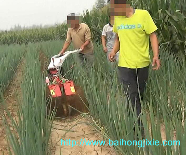 开沟黄瓜视频直播在大葱地中的应用